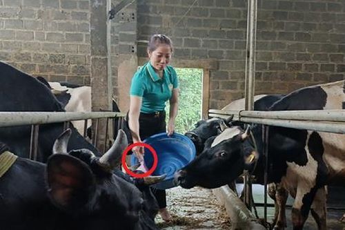 Chị nông dân nuôi con 'hiền như cục đất' cho thứ ngọt ngào, nhẹ nhàng lãi 5 tỷ/năm