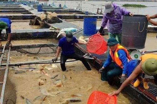 Tình người sau bão lũ: Những 'phi vụ giải cứu' hàng trăm tỷ đồng