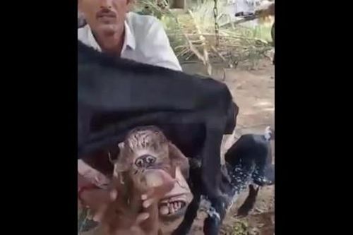 Dê con có gương mặt giống người ngoài hành tinh gây sốt ở Ấn Độ