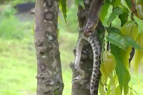 CLIP: Cuộc đối đầu 'sinh tử' giữa hai loài bò sát đáng sợ nhất