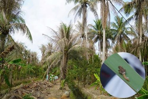 Cây công nghiệp chủ lực quốc gia 'điêu đứng' vì sâu đầu đen