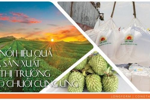 Kết nối hiệu quả giữa sản xuất với thị trường theo chuỗi cung ứng
