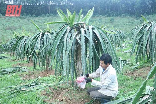 Trải 'thảm xanh' trên những vùng đồi