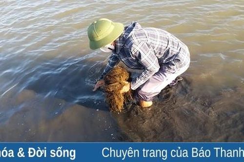 'Rau' của biển