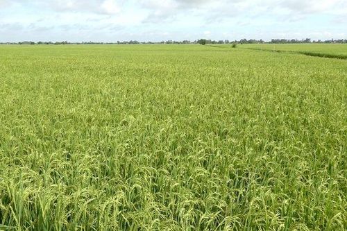 An Phú thực hiện tốt nhiệm vụ ngành tài nguyên và môi trường