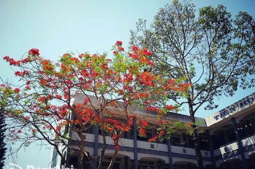 Trường TH-THCS-THPT Lê Quý Đôn (huyện Tân Phú) có nguy cơ bị đình chỉ hoạt động
