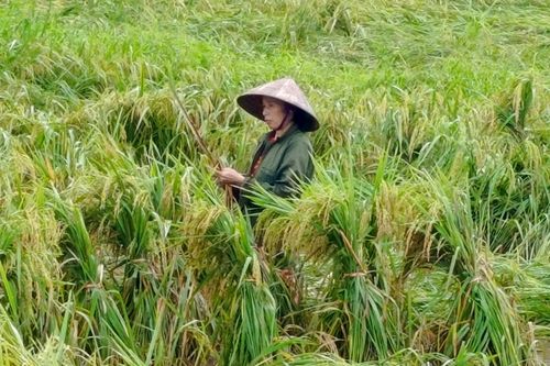 Khẩn trương khôi phục sản xuất