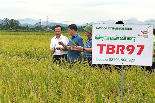 Mô hình quản lý cây trồng tổng hợp IPM/IPHM mang lại hiệu quả kinh tế cao