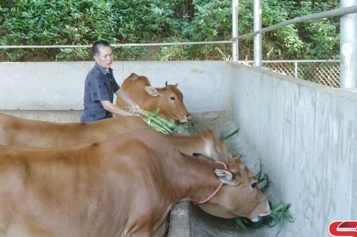 Phát triển chăn nuôi ở các xã vùng lòng hồ