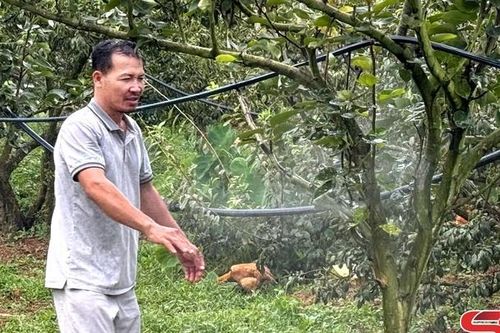 Thu nhập cao từ trồng cây ăn quả theo hướng hữu cơ