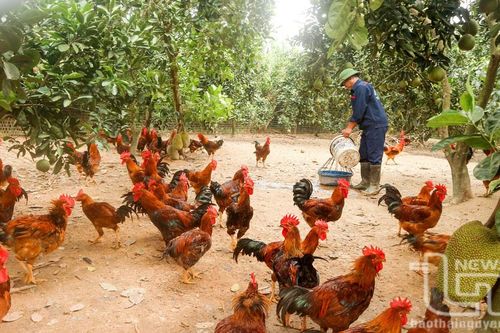 Nuôi gà thịt bản địa theo hướng hữu cơ cho lãi cao