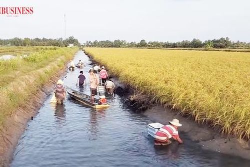 'Hướng đi bạc tỷ' từ mô hình tôm, cua sinh thái ở Cà Mau
