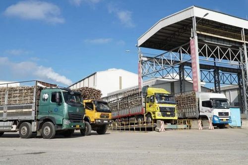 Ngành mía đường trong nước lấy lại 'vị ngọt'