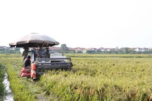Tập trung thu hoạch nhanh 36.000ha lúa mùa sau bão số 3