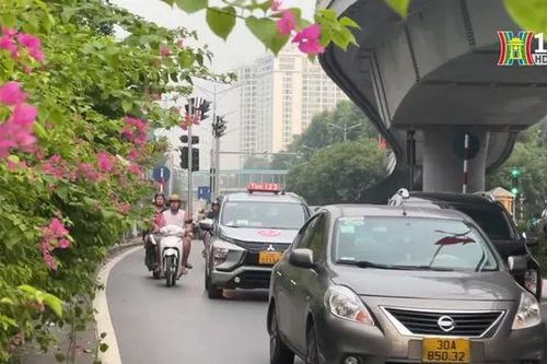 Giàn hoa giấy rực rỡ trên đường Nghi Tàm