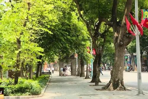 Hà Nội hoàn thành thu dọn cây gãy đổ do bão