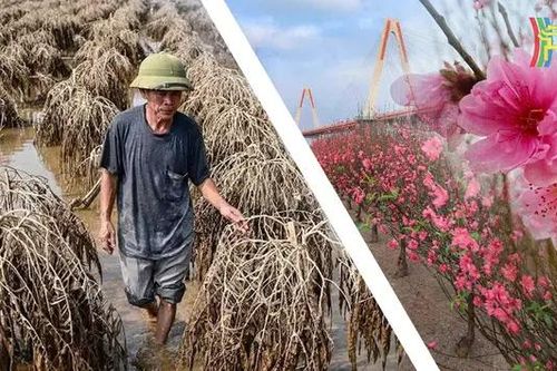 Thiếu đào Nhật Tân, quất Tứ Liên, Hà Nội vẫn Tết!