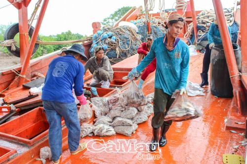 Nỗi lo thiếu lao động nghề biển