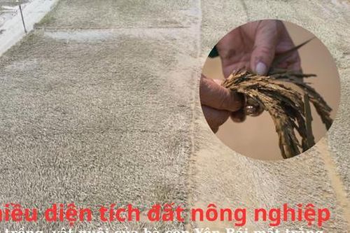 Nhiều diện tích đất nông nghiệp, cây trồng, vật nuôi của bà con Yên Bái mất trắng