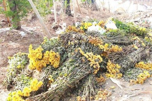 Làng hoa nổi tiếng ở Nam Định đổi màu, khô héo do bị ngập nhiều ngày