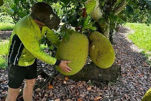 Lại xuất hiện quả mít khổng lồ nặng 45kg, hai người hợp lực mới hái xuống được