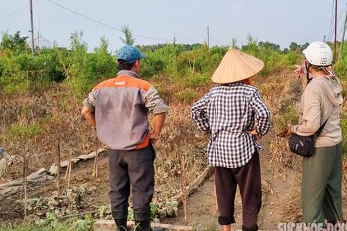 Hàng chục ngàn cây đào Tết chỉ còn là bùn đất sau trận lũ lịch sử