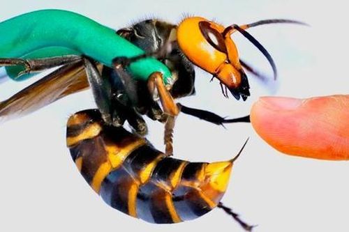Vụ 7 học sinh thương vong do ong đốt: Hai em bị suy đa tạng phải lọc máu