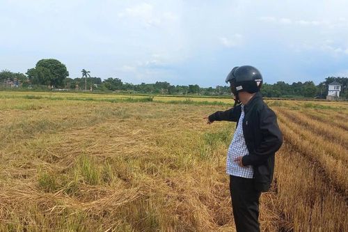 Giải quyết ruộng bậc thang ở vùng đồng bằng Quảng Trị - Bài 1: Khó khăn trong canh tác, sản xuất