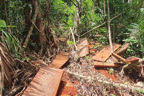 Đắk Lắk: 'lâm tặc, vàng tặc' lộng hành trên rừng tự nhiên ở Cư Yang