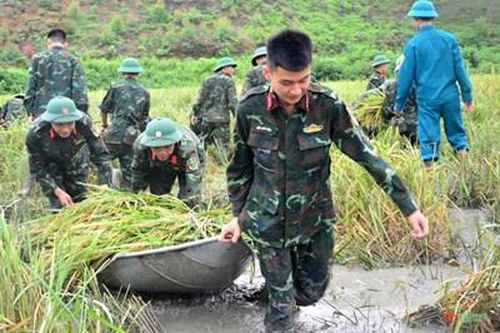 Lực lượng vũ trang huyện Sông Lô giúp nhân dân gặt lúa sau bão