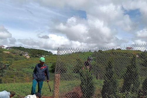 Đặt bẫy kim tiêm trên diện tích lấn chiếm đất rừng