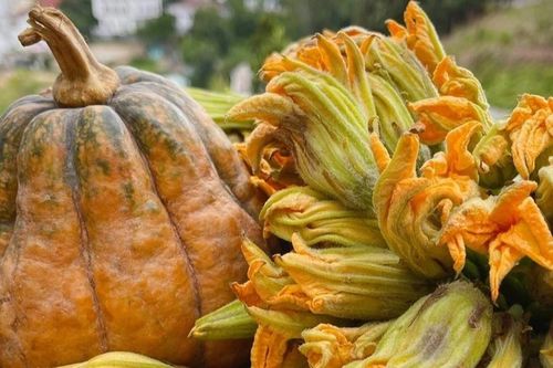 Công dụng của hoa bí với sức khỏe