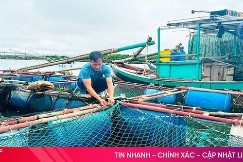 Người nuôi trồng thủy sản Hà Tĩnh thu hoạch sớm, gia cố ao, lồng ứng phó mưa bão