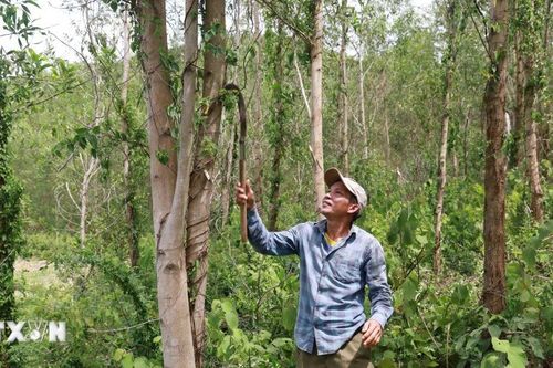 Hà Tĩnh: Bất cập trong quản lý, hàng chục hécta keo không thể khai thác