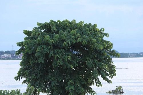 Campuchia chuẩn bị các phương án ứng phó tình hình mưa lũ bất thường