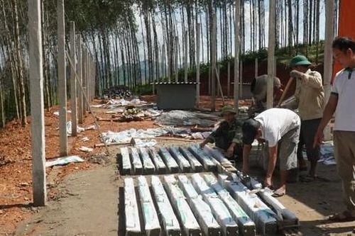 Anh nông dân nuôi con 'hiền lành' ham ăn, lãi 2,4 tỷ đồng/năm rất nhẹ nhàng