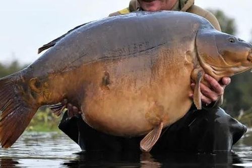 Người đàn ông câu được con cá chép khổng lồ nặng 34kg trong hồ