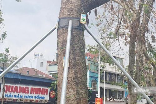 Hải Phòng: Truyền chất dinh dưỡng để cứu cây xanh đô thị