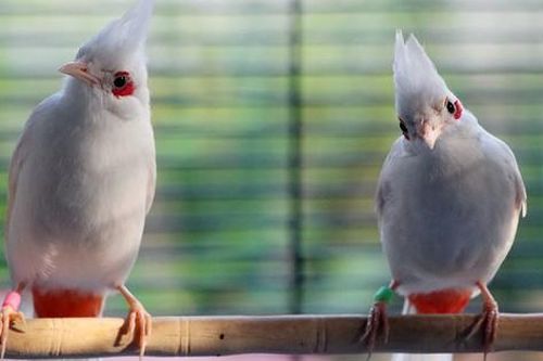 Nuôi loài vật 'đột biến', anh nông dân thu lãi hơn 3 tỷ đồng/năm