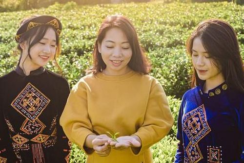 Liên kết để đưa sản phẩm trà vùng cao phát triển, vươn xa