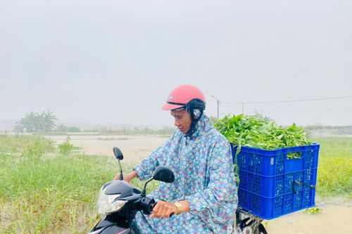 Diện tích sản xuất rau nơi trũng, thấp bị ngập do mưa to