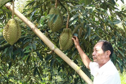 Làm giàu trên vùng đất Khánh Sơn