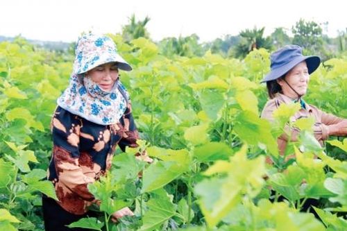 Phụ nữ Lâm Hà: Đẩy mạnh các cuộc vận động, phong trào thi đua