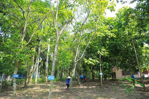 Ấm tình 'Vườn cây báo Đảng'