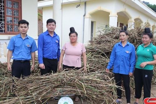 Bàn giao cỏ giống cho 37 hộ tại Làng thanh niên lập nghiệp Púng Bánh
