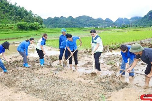 Khôi phục sản xuất lúa mùa sau mưa lũ