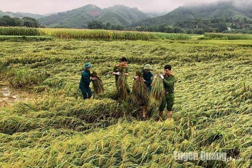 Chiêm Hóa vươn mình sau lũ