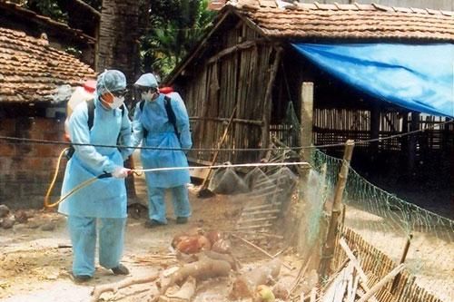 Khôi phục chăn nuôi sau bão lũ