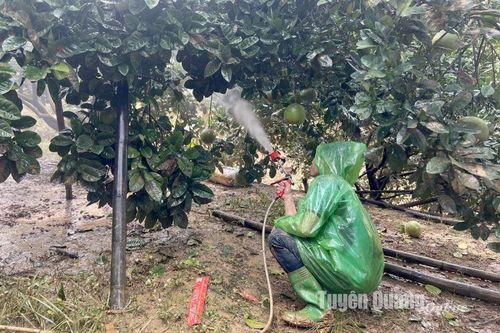 Xuân Vân khôi phục vườn bưởi
