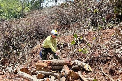 Khởi tố vụ án phá rừng để trồng cao su